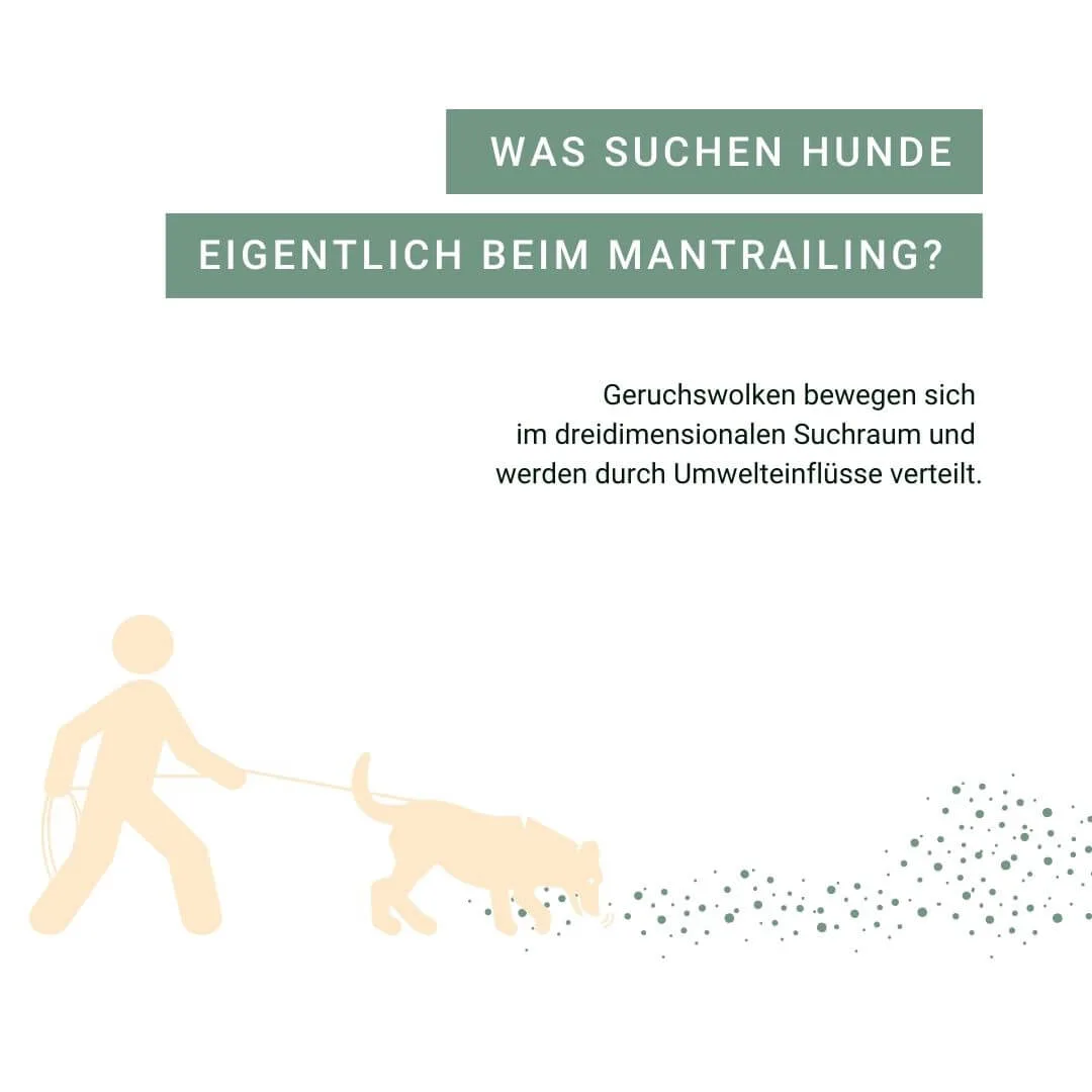 Mensch mit Hund beim Mantrailing, der die Spur verfolgt.