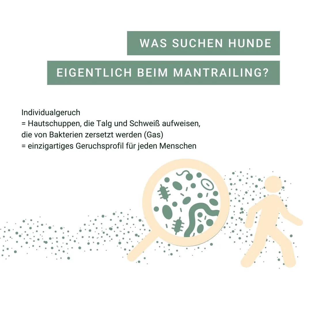 Hunde suchen beim Mantrailing nach individuellem Geruch.