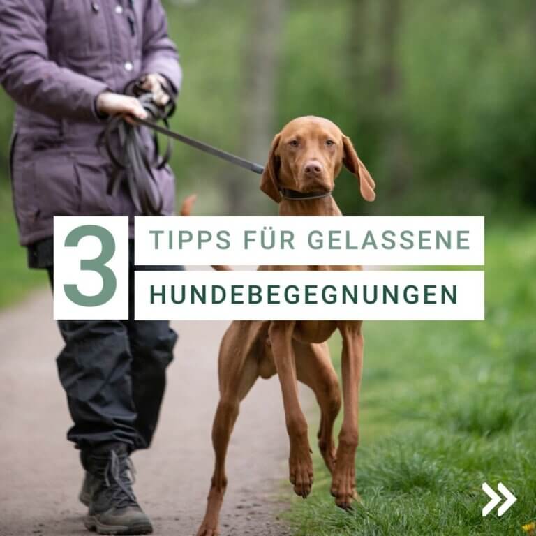 3 Tipps für gelassene Hundebegegnungen an der Leine | Hundeschule Hamburg | Hundeschule Hannover | Kompass Hund