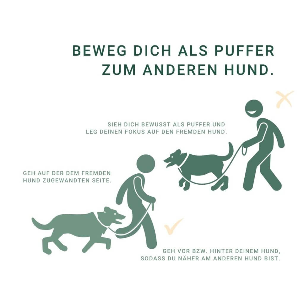 3 Tipps für gelassene Hundebegegnungen an der Leine | Hundeschule Hamburg | Hundeschule Hannover | Kompass Hund