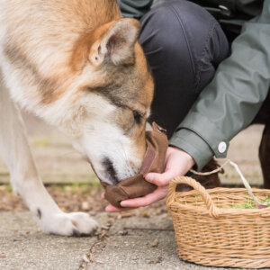 Oster-Fährten-Special