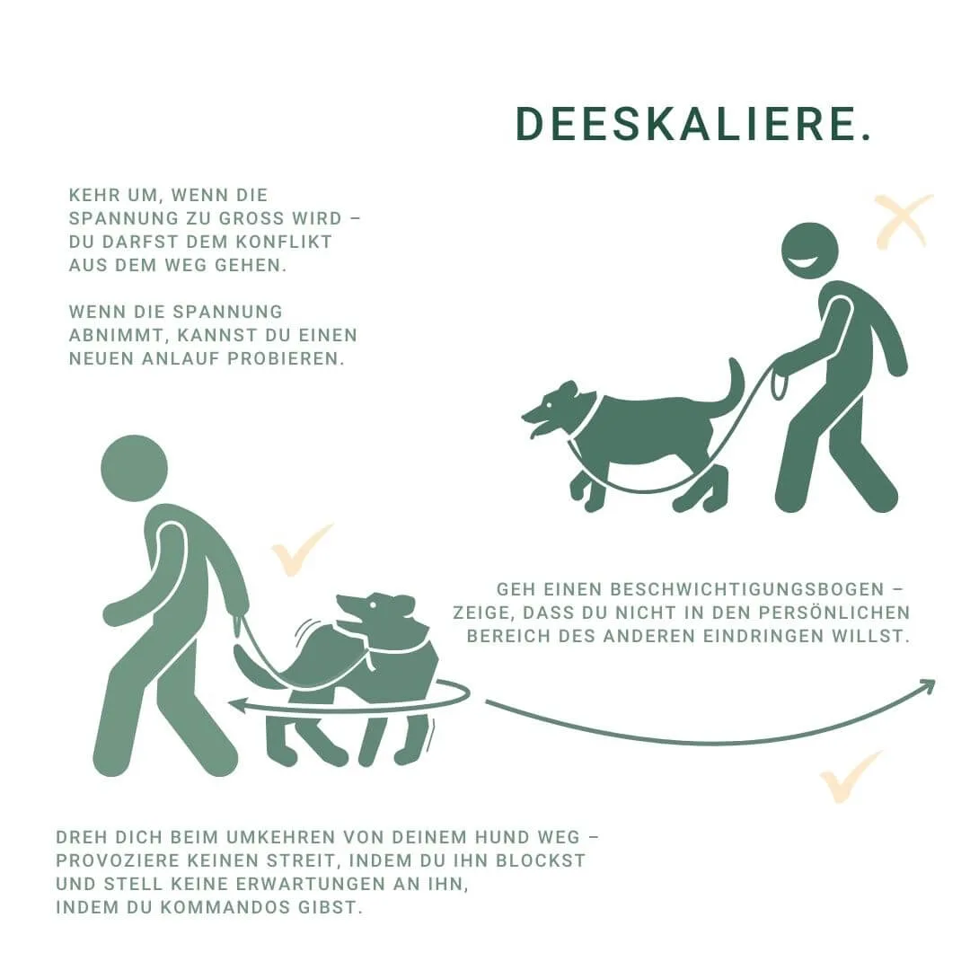 Tipps zur Deeskalation bei Hundebegegnungen an der Leine