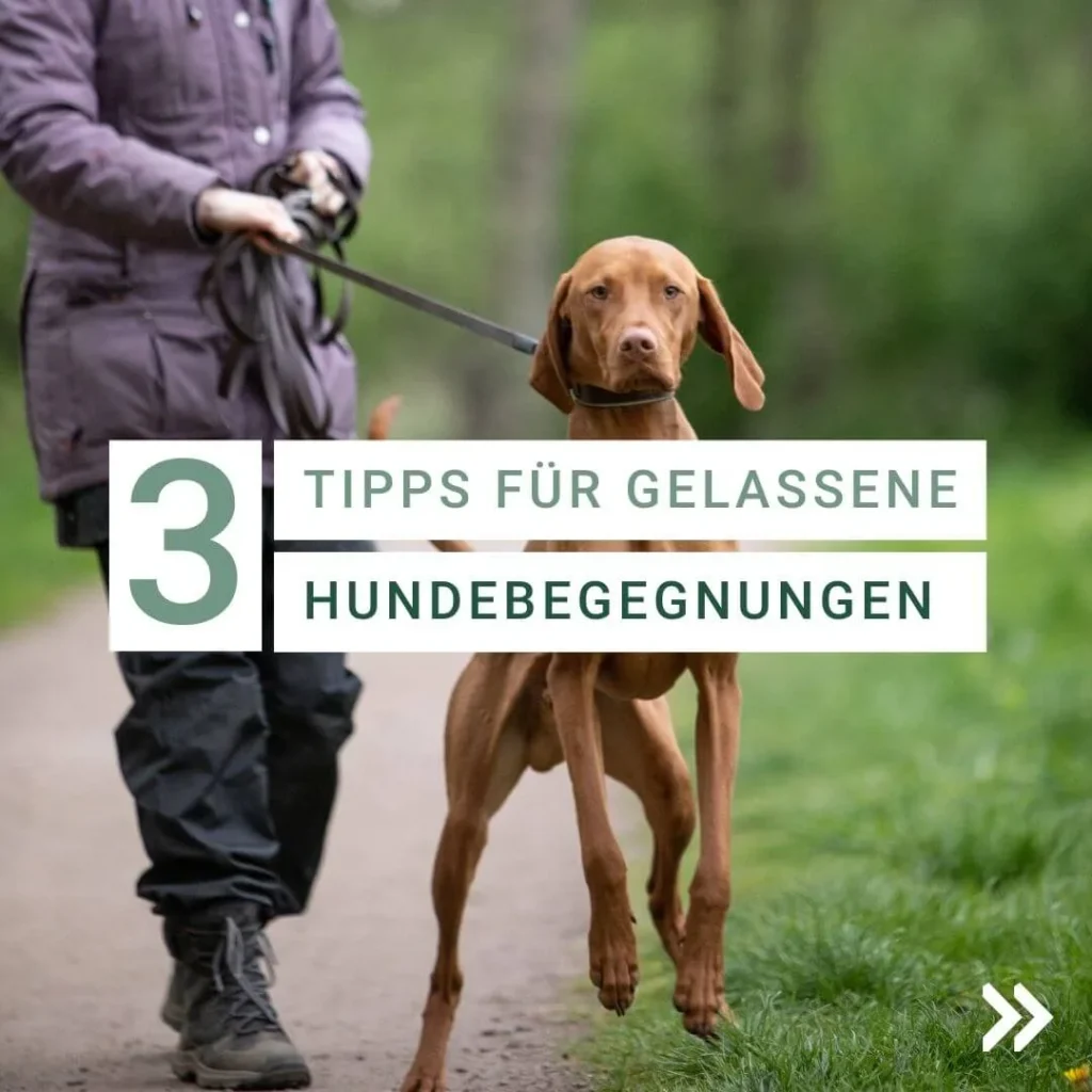 Hund an der Leine während einer Begegnung im Park