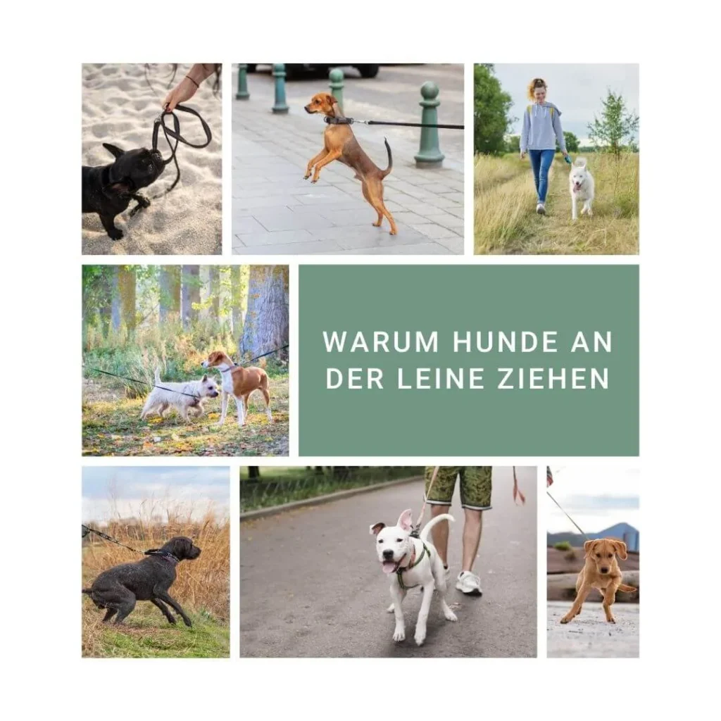Collage mit Hunden, die an der Leine ziehen, in verschiedenen Umgebungen.
