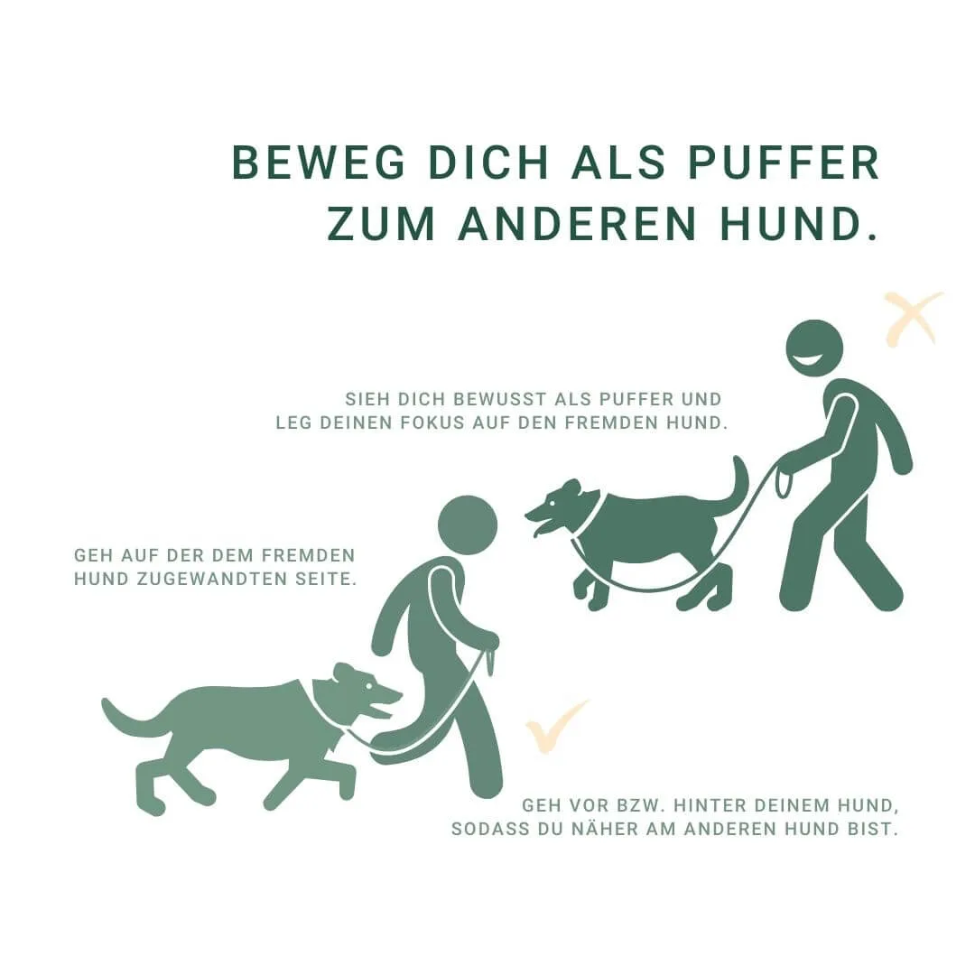 Illustration von Hundebegegnungen mit Pufferverhalten