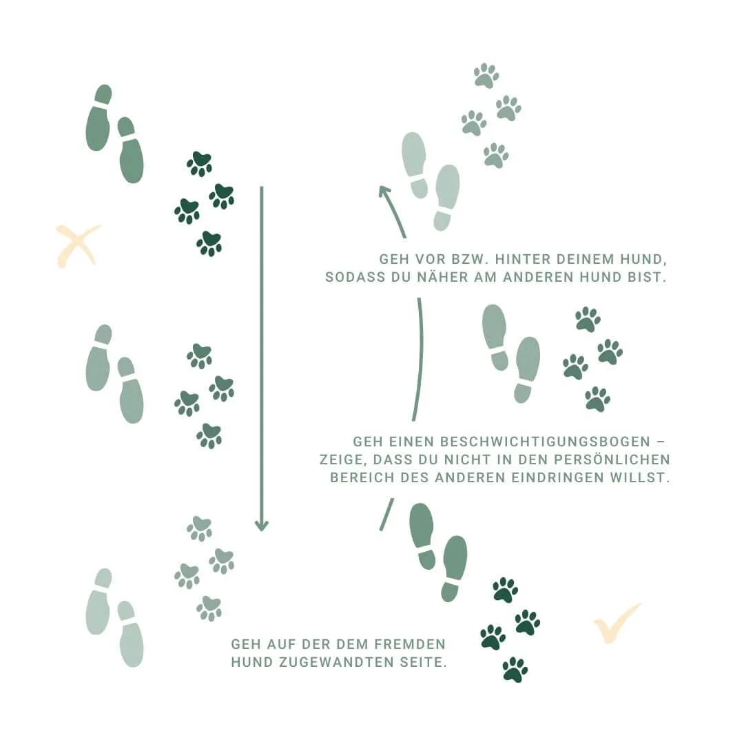 Grafik mit Tipps für gelassene Hundebegegnungen an der Leine.