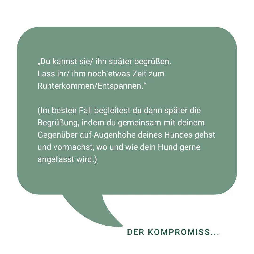 Tipps zur Begrüßung von Hunden durch fremde Menschen