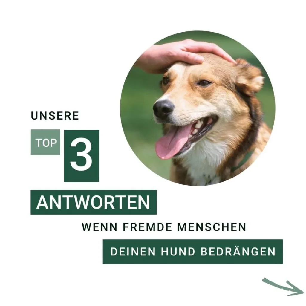 Ein Hund wird von einer Hand gestreichelt, auf grünem Hintergrund.