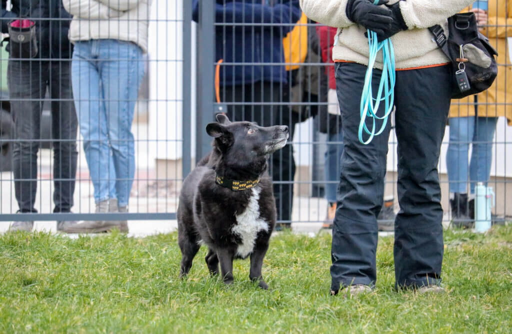 Hunde Workshops | Hundeschule in Hannover | Hundeschule in Hamburg | Kompass Hund