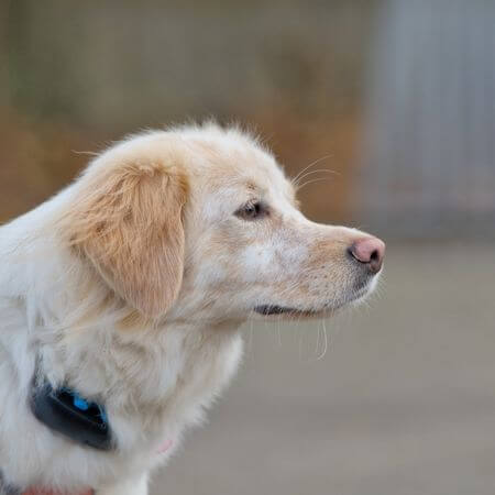 Hundetraining Hamburg | Kompass Hund | Deine Hundeschule in Hamburg, Hannover und online