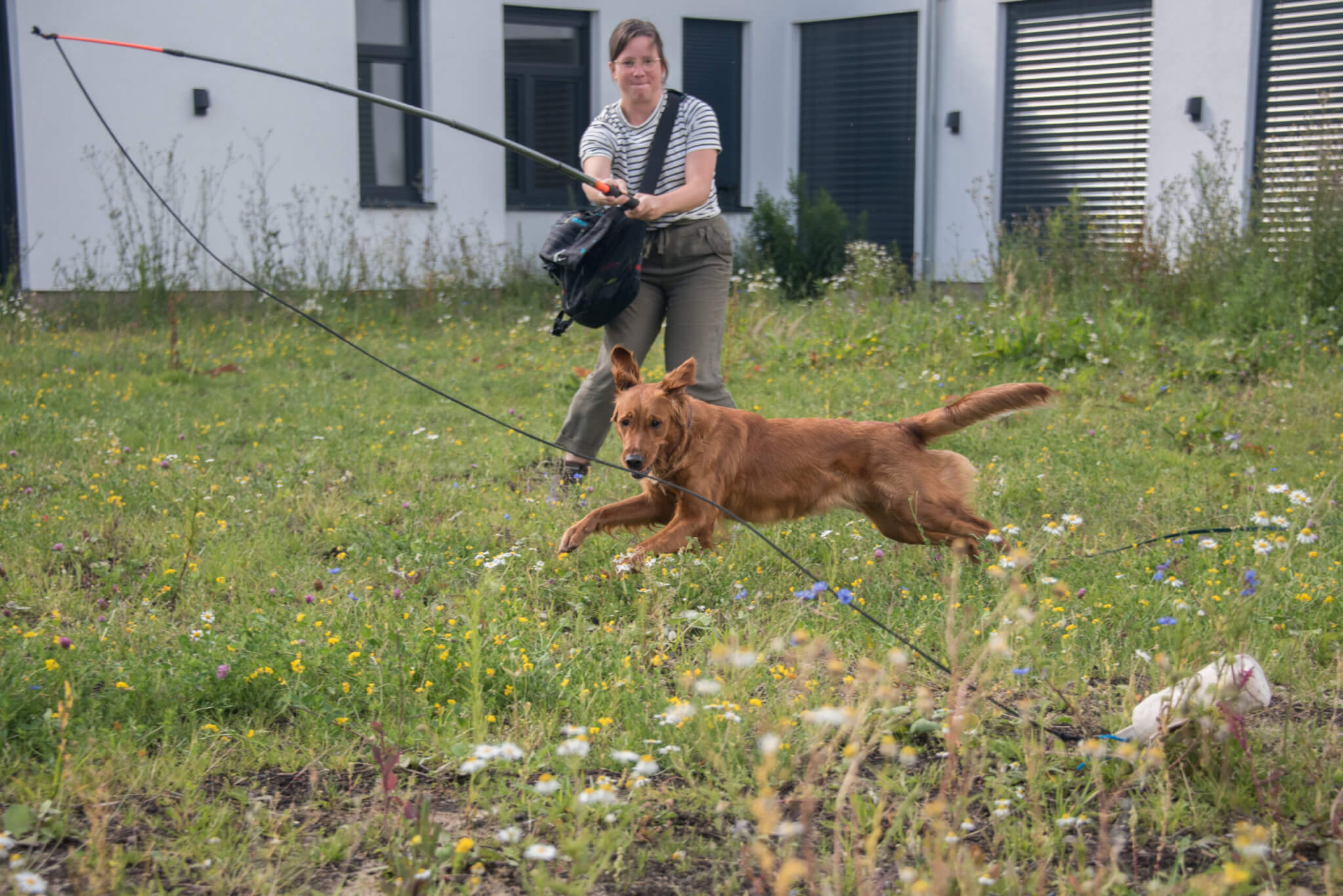 Hundetraining Hannover | Kompass Hund | Hundeschule in Hannover, Hamburg und online