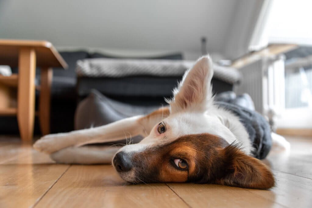 Einzelberatung | Alltagstraining | Kompass Hund | Hundeschule in Hamburg, Hannover und online