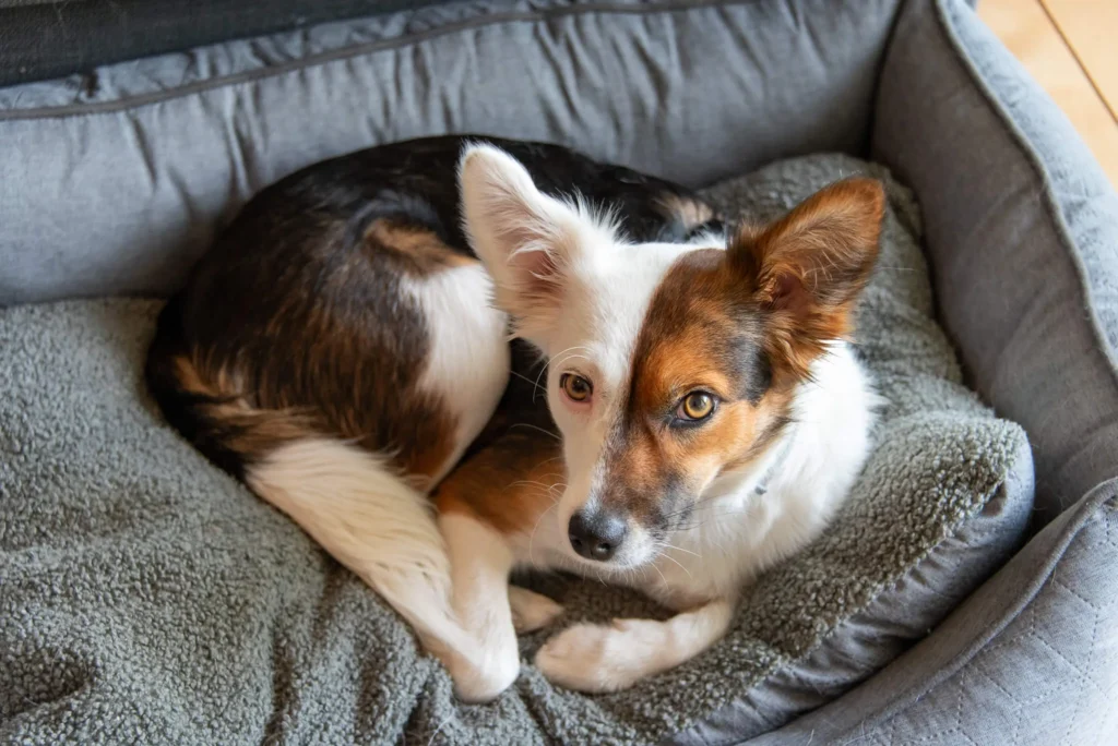 Corgi-Hund entspannt in seinem Hundebett.