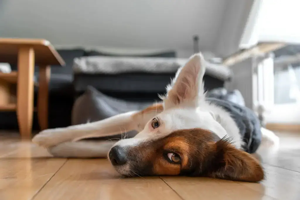 Einzelberatungen | Kompass Hund | Deine Hundeschule in Hamburg, Hannover und online