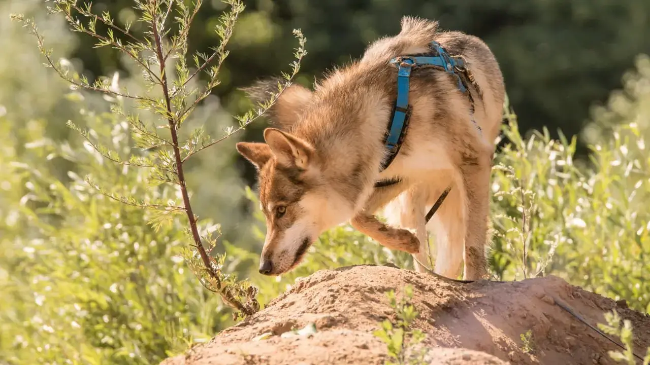 Futterbeutelabenteuer und Mantrailing im Beschäftigungs-Abo | Kompass Hund | Deine Hundeschule in Hamburg, Hannover und online