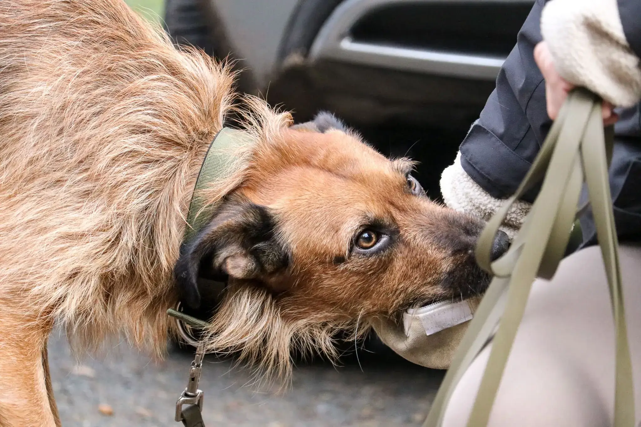 Hundetraining Hannover | Kompass Hund | Hundeschule in Hannover, Hamburg und online