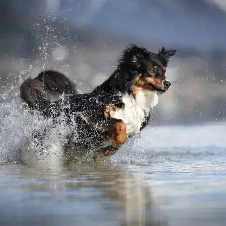 Wieviel Auslastung braucht mein Hund? | Kompass Hund | Deine Hundeschule in Hamburg, Hannover und online