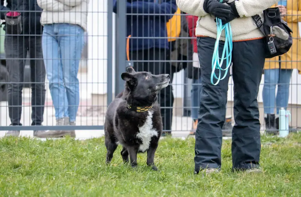 Workshops | Kompass Hund | Deine Hundeschule in Hamburg, Hannover und online