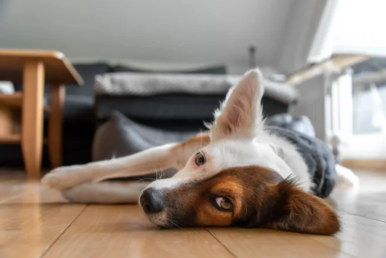 Entspannter Hund liegt auf dem Boden in einem Wohnraum.