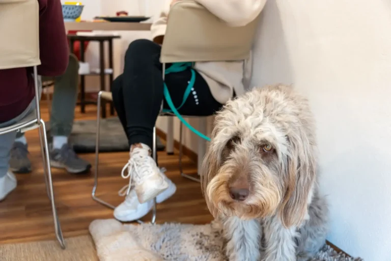 Hund sitzt während des Trainings in einem Raum.
