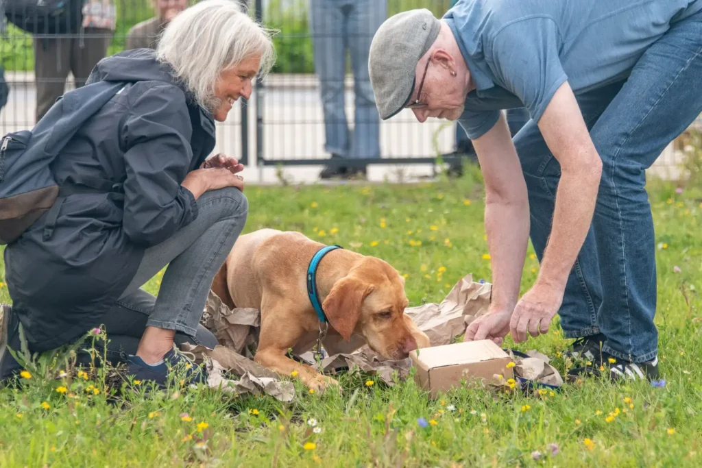 Paar beobachtet Hund, der ein Geschenk erkundet.