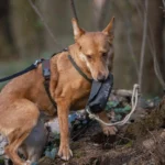 Ein Hund mit einem Futterbeutel im Wald, bereit für die Beuteljagd.