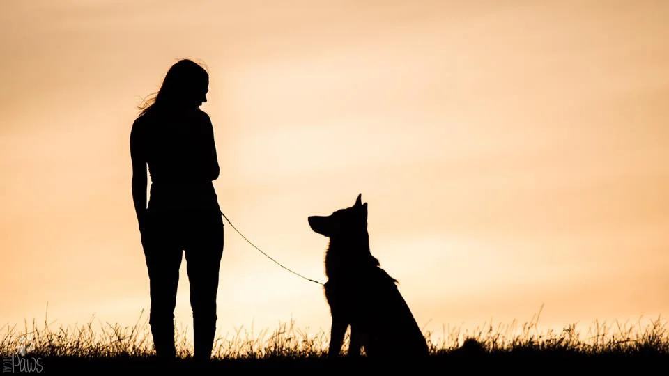 Kompass Hund Jubiläums - Kompass Hund – Hundeschule in Hannover und Umgebung