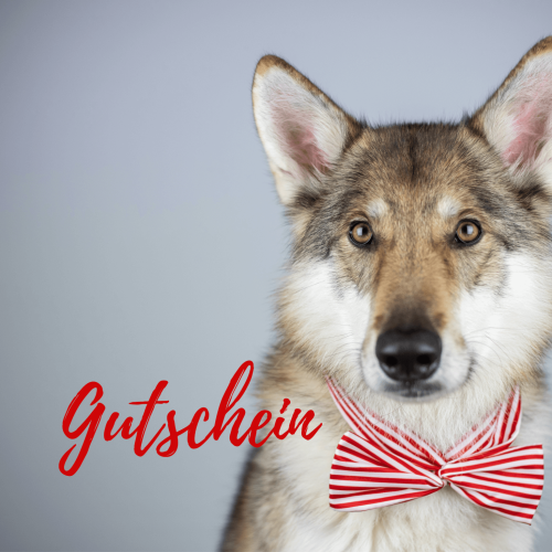 Hund mit Fliege um den Hals | Kompass Hund | Deine Hundeschule Hannover, Barsinghausen & Umgebung