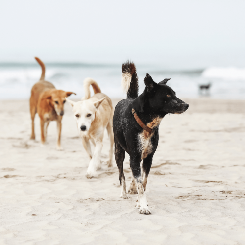 Hunde am Strand | Kompass Hund | Deine Hundeschule Hannover, Barsinghausen & Umgebung