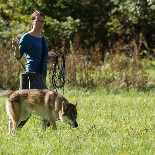 Revieren – Flächensuche | Kompass Hund | Deine Hundeschule Hannover, Barsinghausen und Umgebung