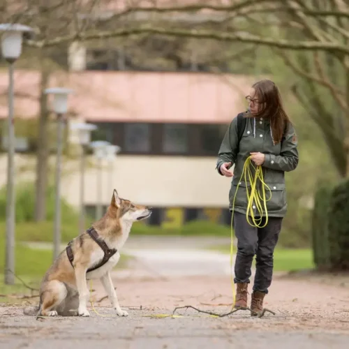 Hundeschule in Hannover | Kompass Hund | Hundetraining Hannover