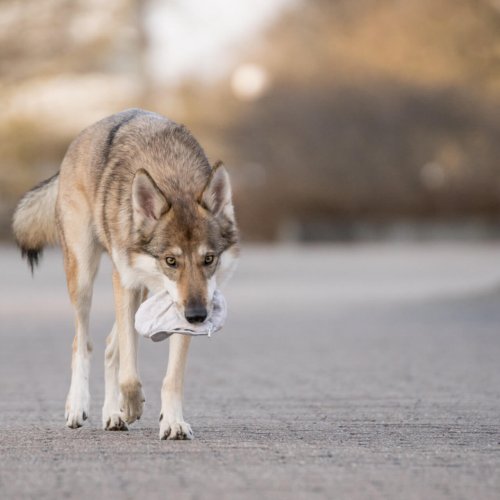 HundeschuleStern120317 (101)