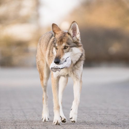 HundeschuleStern120317 (102)