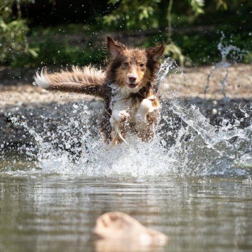 Hundeschule in Hannover und Umgebung | Kompass Hund