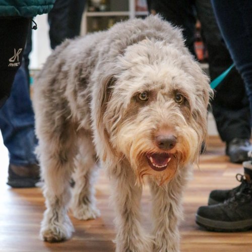 Alltagstraining | Kompass Hund | Deine Hundeschule in Hamburg, Hannover und online