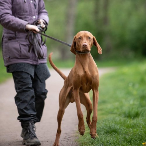 Alltagstraining Hund | Kompass Hund | Hundetraining Hannover, Barsinghausen und Umgebung