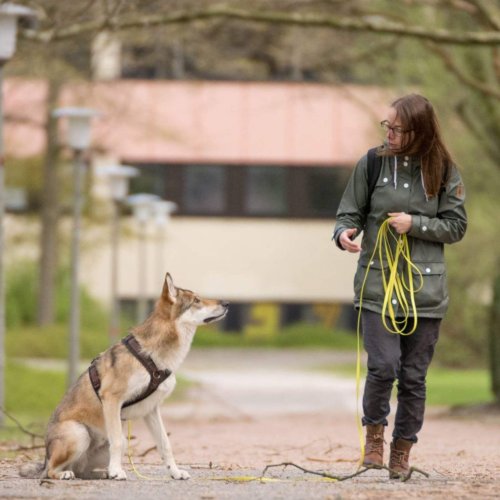 Leinenführigkeit | Kompass Hund | Deine Hundeschule Hannover, Barsinghausen und Umgebung