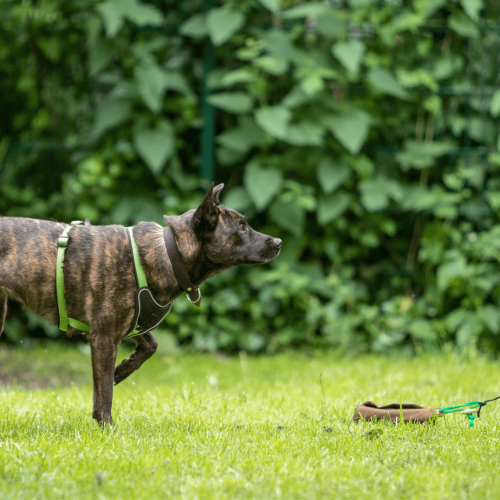 Jagdkontrolle | Kompass Hund | Deine Hundeschule Hannover, Barsinghausen und Umgebung