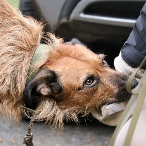 Hundetraining Hannover | Kompass Hund | Hundeschule in Hannover, Hamburg und online