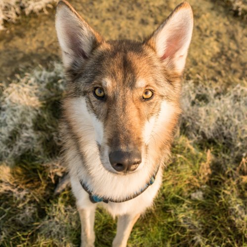 Hundeerziehung Tipps | Kompass Hund | Deine Hundeschule Hannover, Barsinghausen und Umgebung