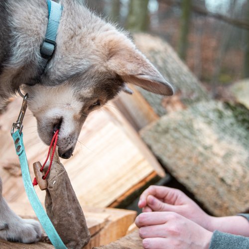 Welpen Erziehungsgruppe | Kompass Hund | Deine Hundeschule Hannover, Barsinghausen und Umgebung