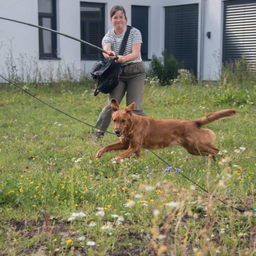 Hundetraining Hannover | Kompass Hund | Hundeschule in Hannover, Hamburg und online