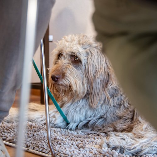 Alltagstraining | Kompass Hund | Deine Hundeschule in Hamburg, Hannover und online