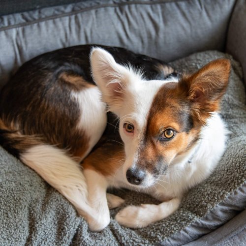 Hundetraining Hannover | Kompass Hund | Hundeschule in Hannover, Hamburg und online