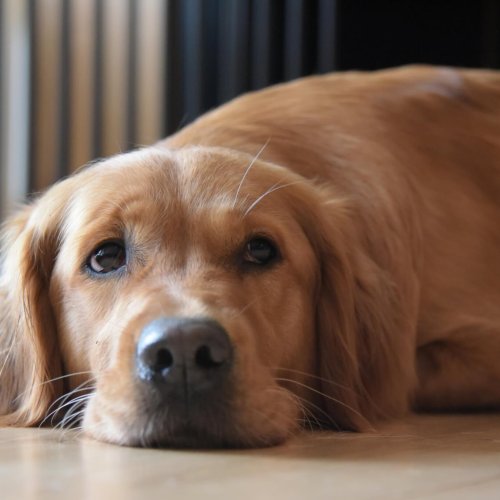 Kundenstimme | Kompass Hund | Deine Hundeschule in Hannover, Barsinghausen & Umgebung