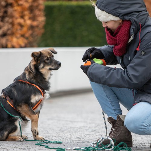 Hundeschulunterricht | Kompass Hund | Deine Hundeschule Hannover & Umgebung