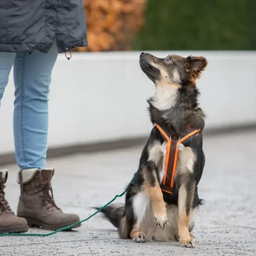 Hundetraining Hamburg | Kompass Hund | Deine Hundeschule in Hamburg, Hannover und online