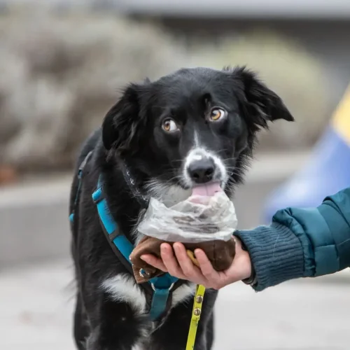 Hundetraining Hamburg | Kompass Hund | Deine Hundeschule in Hamburg, Hannover und online