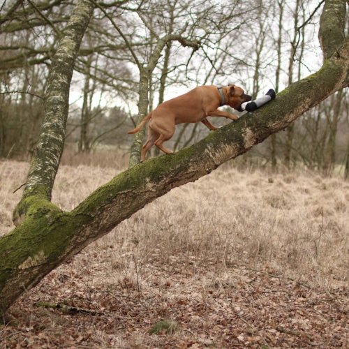 Jagility | Kompass Hund | Hundetraining Hannover, Barsinghausen und Umgebung